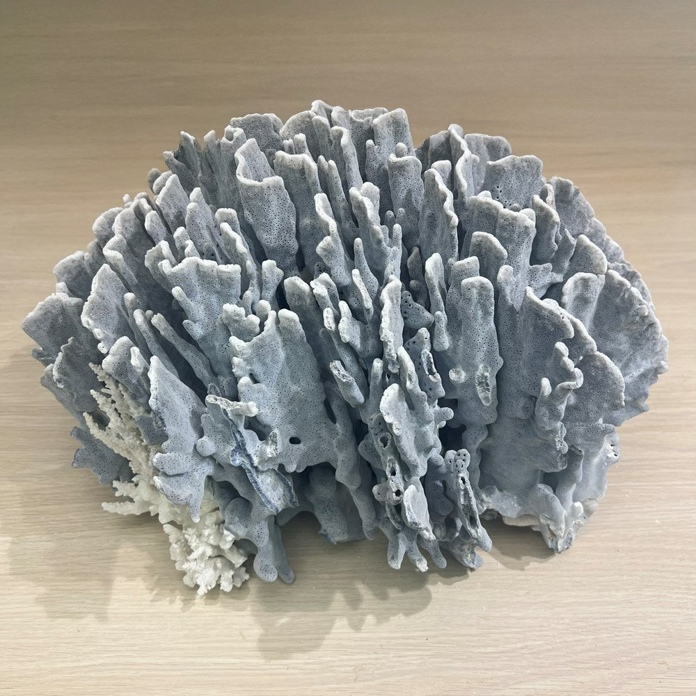 Coral - Signature range (45-50cm)