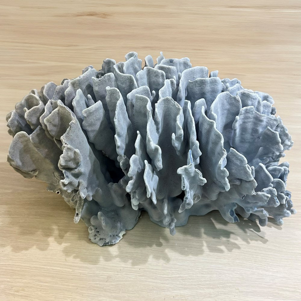 Coral - Signature range (45-50cm)