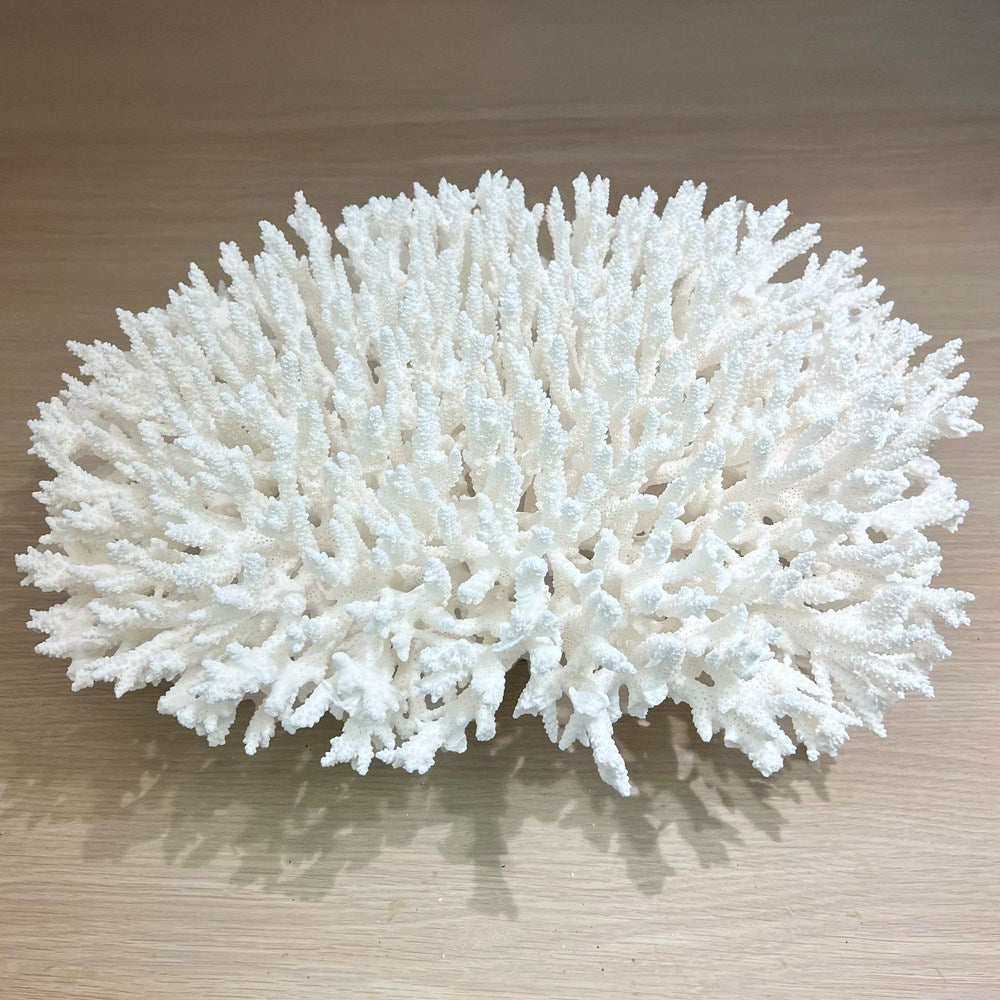 Coral - Signature range (45-50cm)