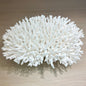 Coral - Signature range (45-50cm)