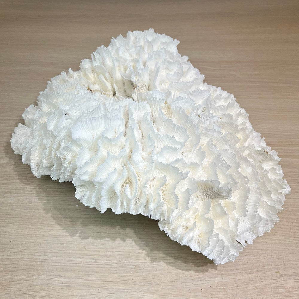 Coral - Signature range (45-50cm)