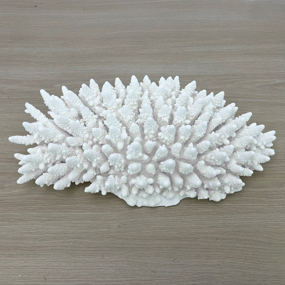 Coral - Signature range (45-50cm)