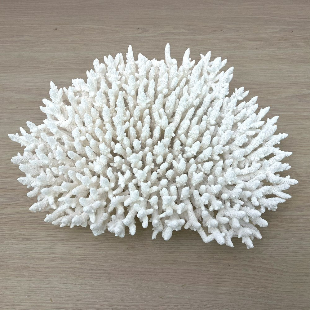 Coral - Signature range (45-50cm)