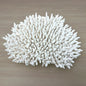Coral - Signature range (45-50cm)