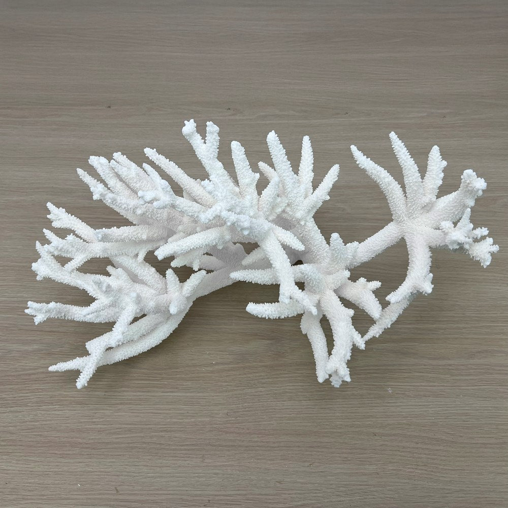 Coral - Signature range (45-50cm)