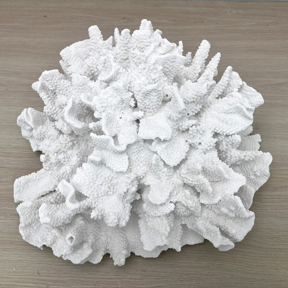 Coral - Signature range (45-50cm)