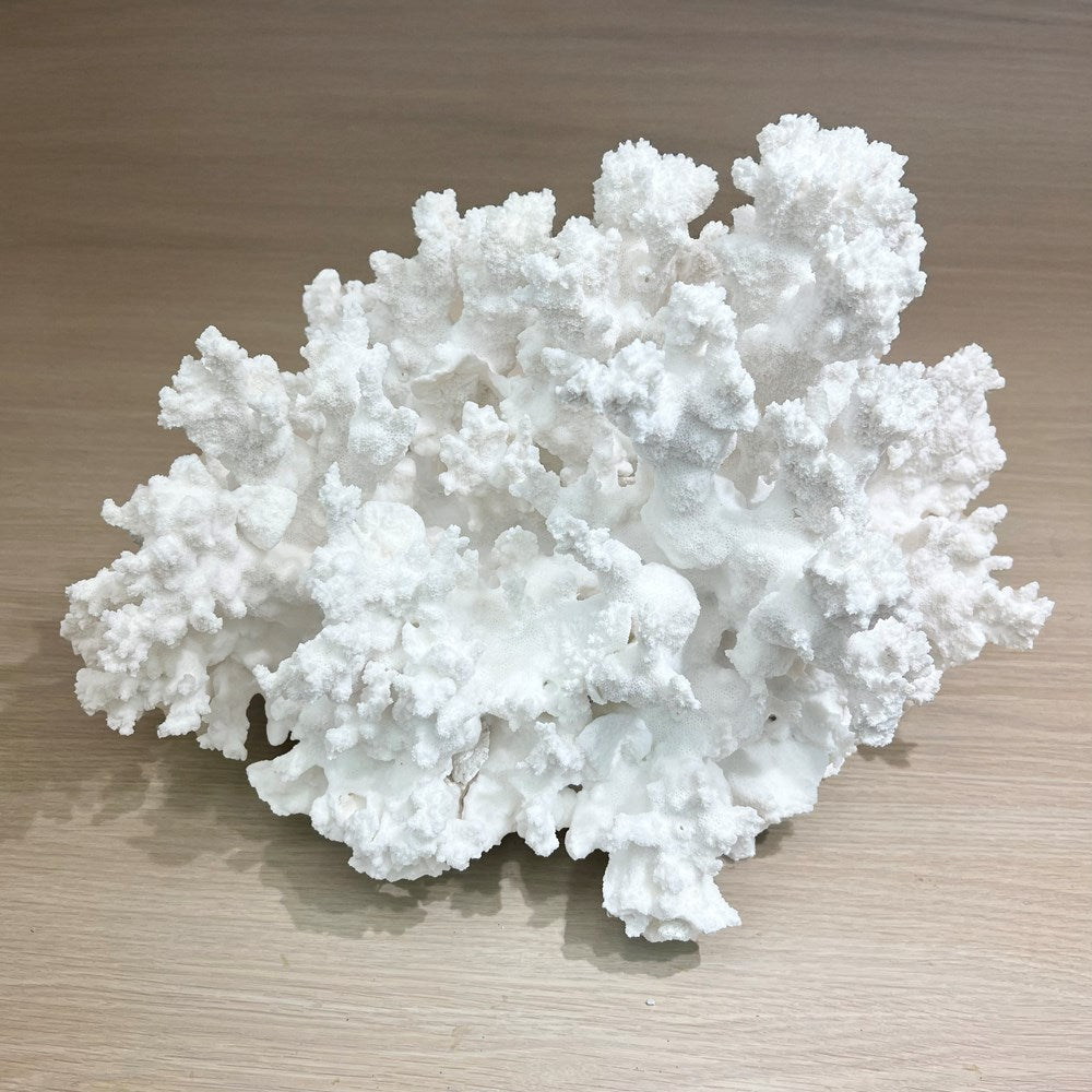 Coral - Signature range (45-50cm)