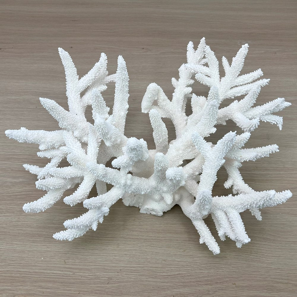 Coral - Signature range (50-55cm)