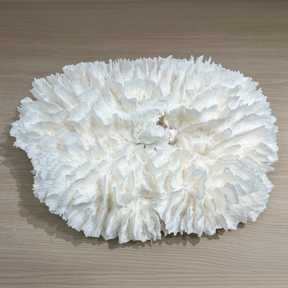 Coral - Signature range (50-55cm)