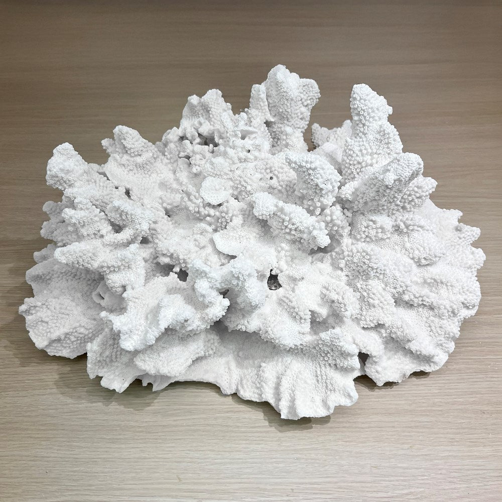Coral - Signature range (50-55cm)