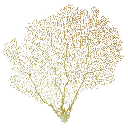 Gorgonian seafan cream Annella
