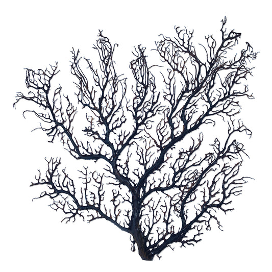 Gorgonian seafan flat tree black