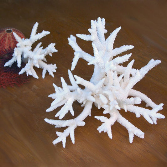 Coral - Acropora Spiky Staghorn (30-35cm)