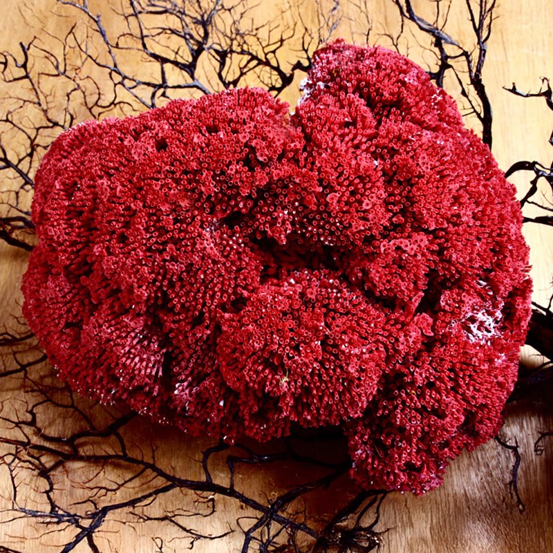 Coral - Tubipora musica (25-30cm)