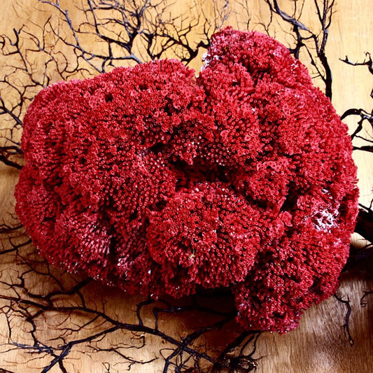 Coral - Tubipora musica (25-30cm)