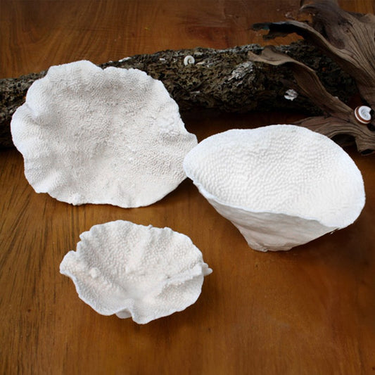 Coral - Turbinaria (10-15cm)