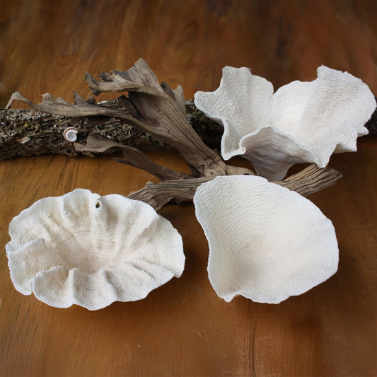 Coral - Turbinaria (20-25cm)