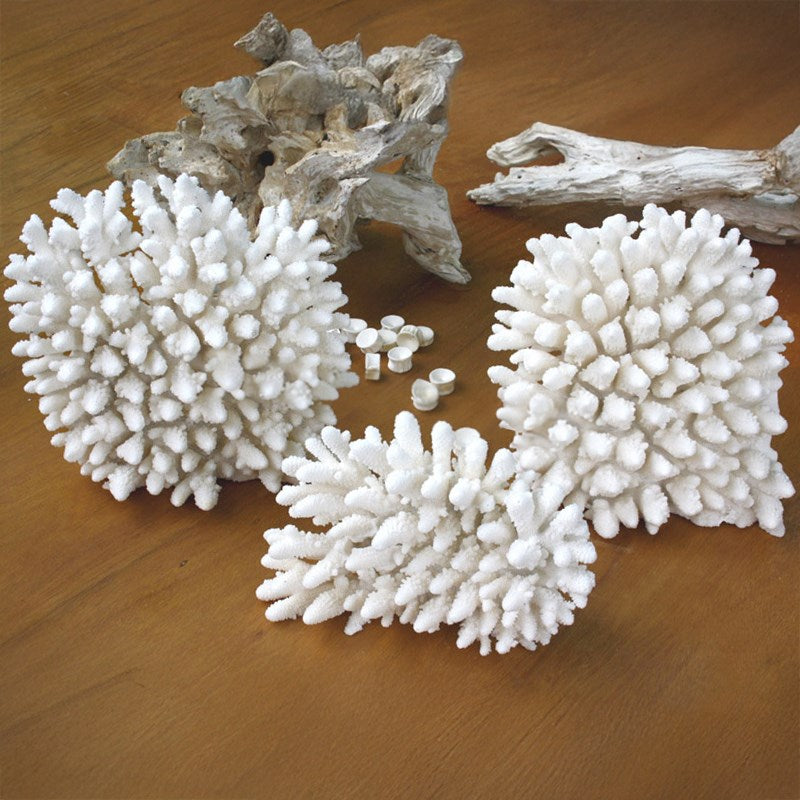 Coral - Acropora finger upright (30-35cm)