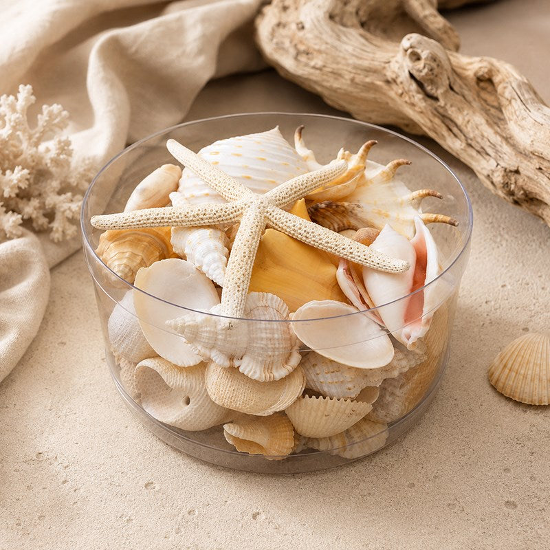 Shell cylinder - Cream and white
