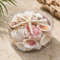 Shell cylinder - Pink and white