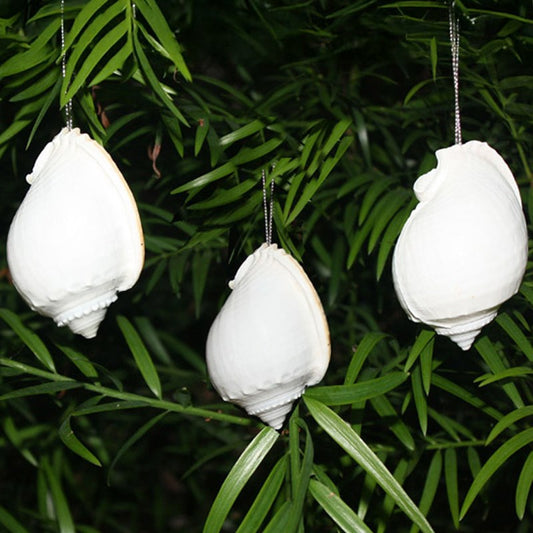 Decoration natural shell Cassis white