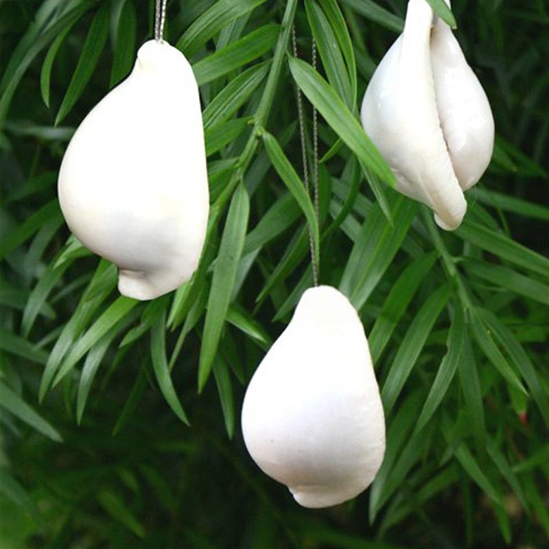 Decoration natural shell Ovula ovum