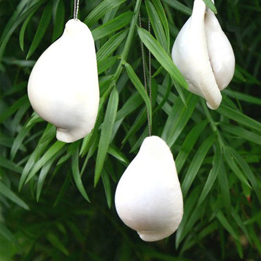 Decoration natural shell Ovula ovum
