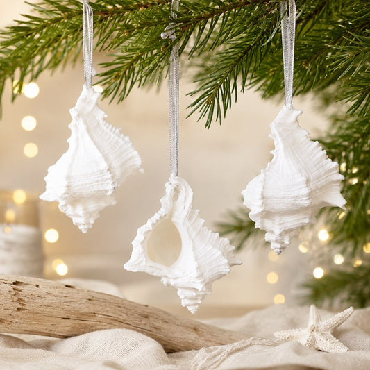Decoration natural shell Murex virgineus white