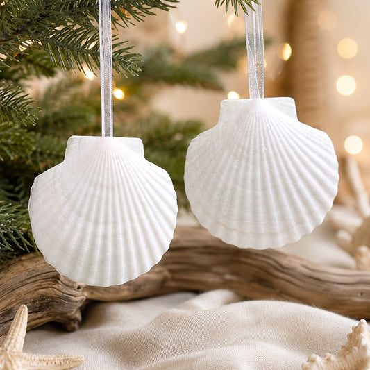 Decoration natural shell Scallop white