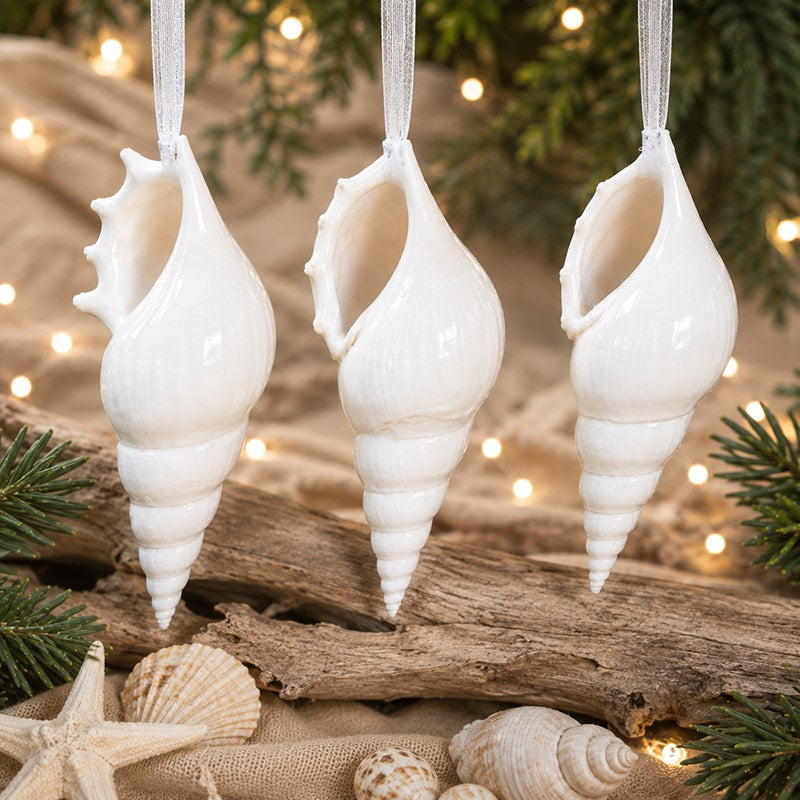 Decoration natural shell Tibia delicatula