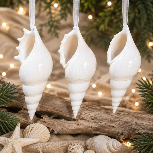 Decoration natural shell Tibia delicatula
