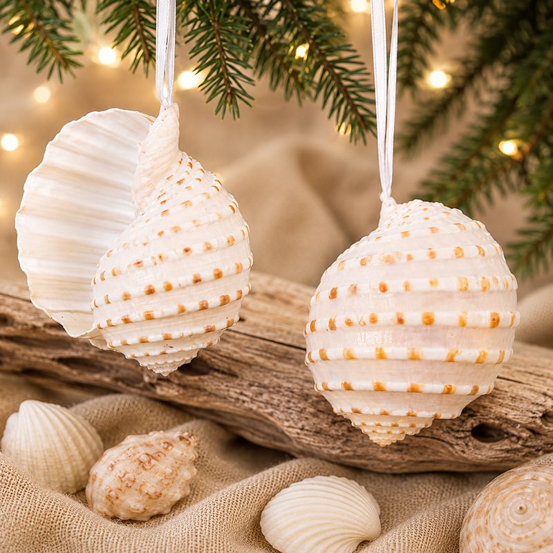 Decoration natural shell Tonna cream