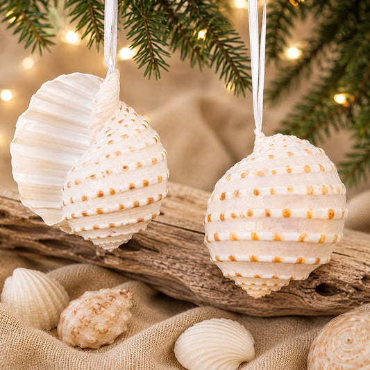 Decoration natural shell Tonna cream