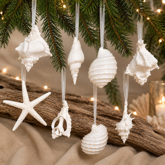Decoration natural assorted shell white (Pack of 100)