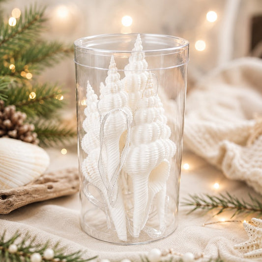 Decoration pack natural tall cylinder shell Fusinus forceps