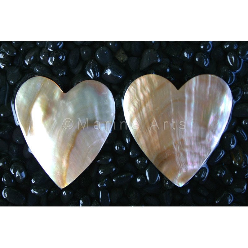 Brownlip pearled heart