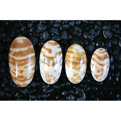 Osmena oval natural stripe