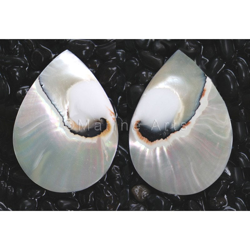 Nautilus pearl tigereye giant piece