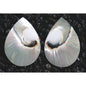 Nautilus pearl tigereye giant piece