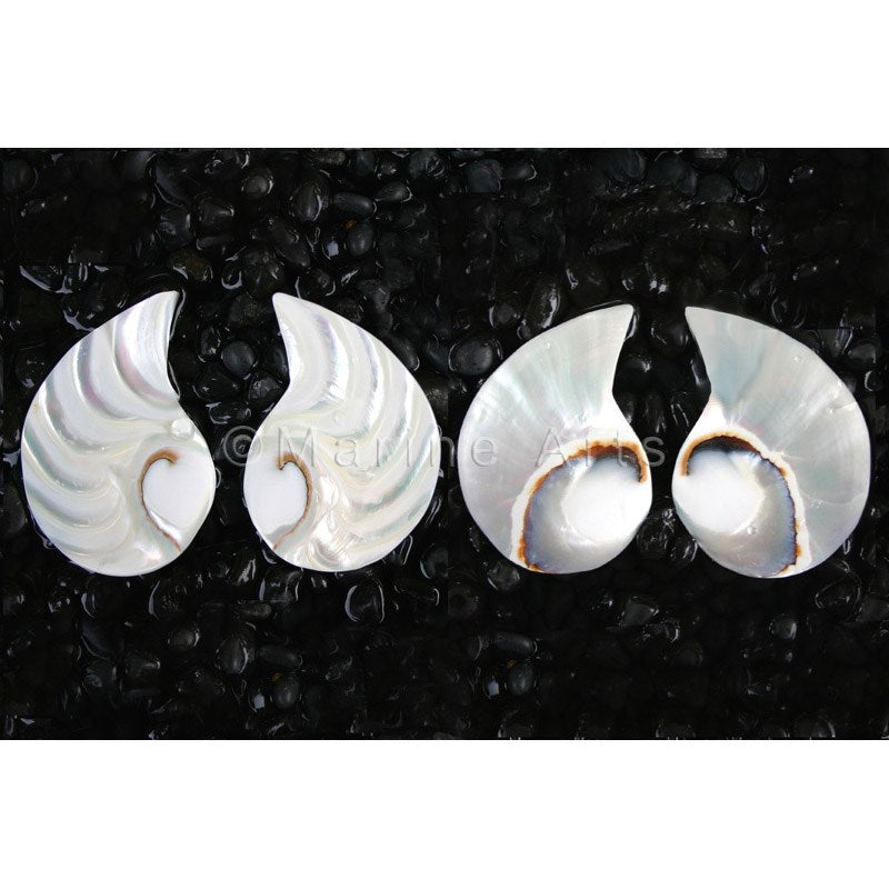 Nautilus pearl halfmoon tigereye large piece