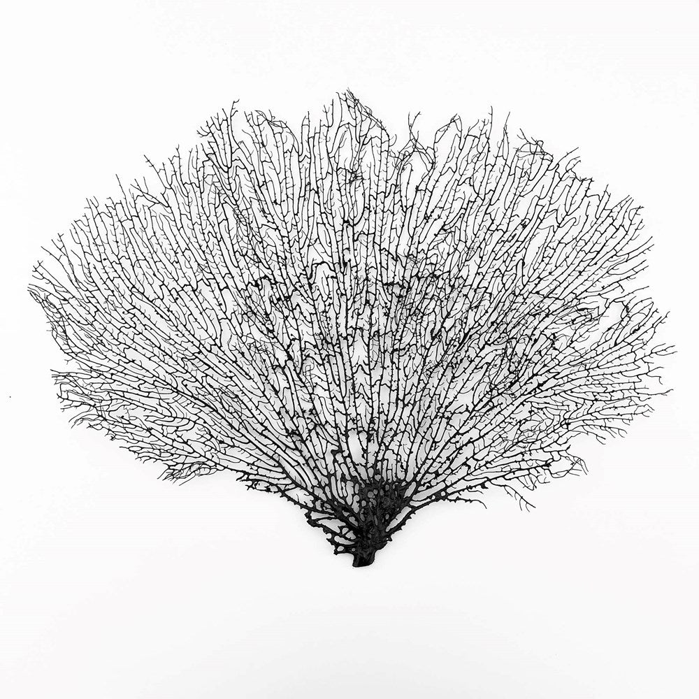 Gorgonian seafan black - prepared for framing