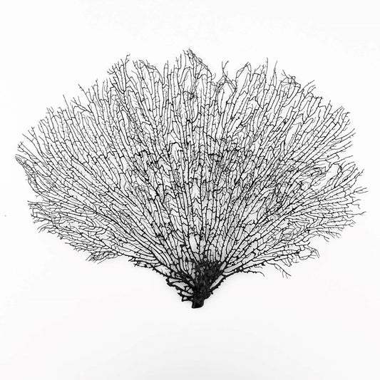 Gorgonian seafan black - prepared for framing