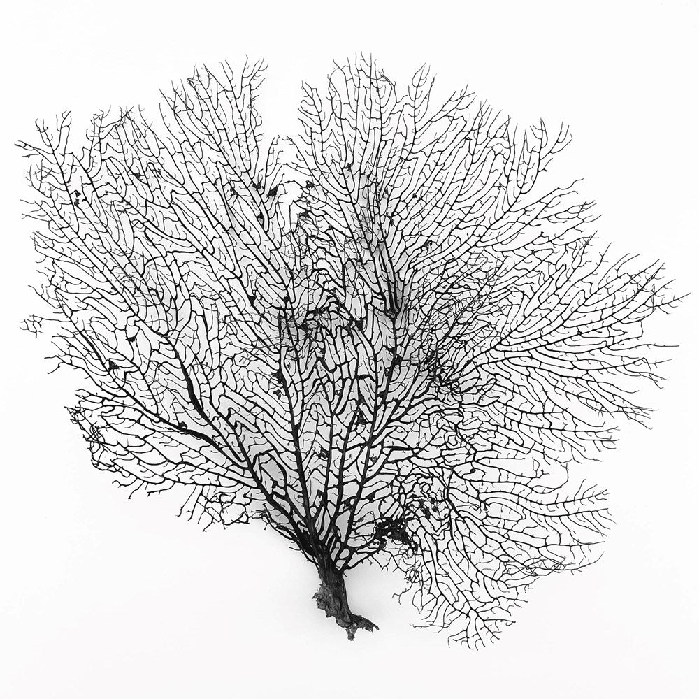 Gorgonian seafan black - natural