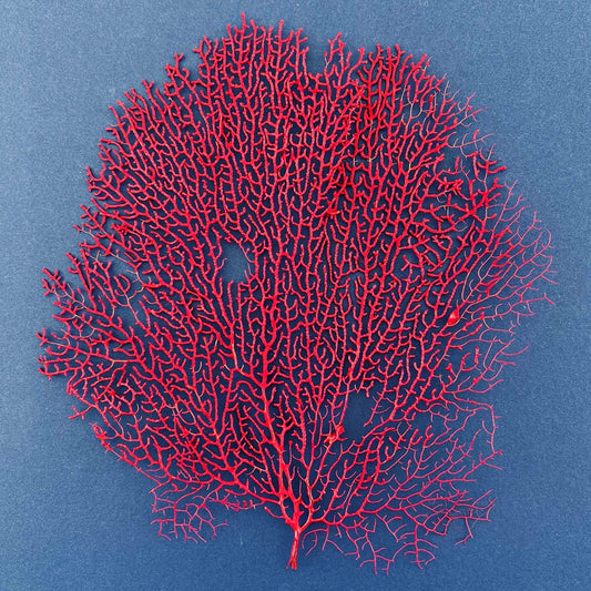 Gorgonian seafan red