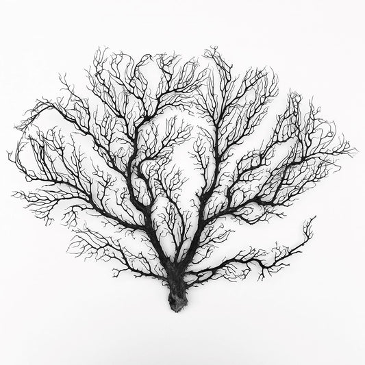 Gorgonian seafan flat tree black