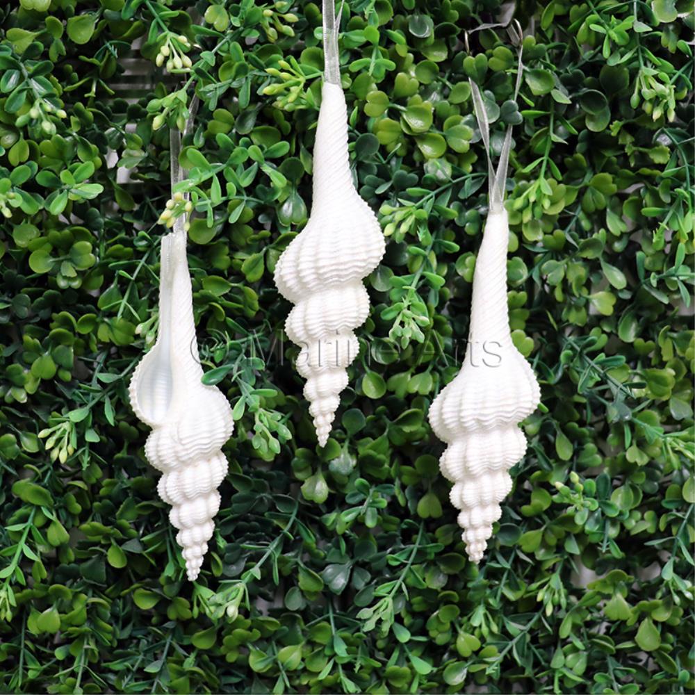 Decoration glitter shell Fusinus forceps